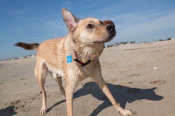 /Images/uploads/St Huberts Animal Welfare Center/sthuberts/entries/1864thumb.jpg